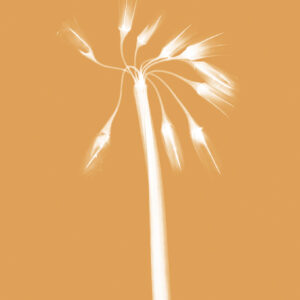Doppelkarte mit Couvert «Allium triquetrum»