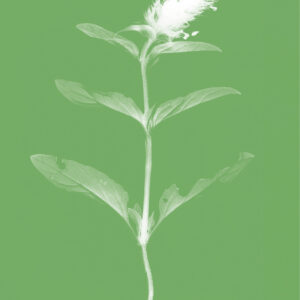 Doppelkarte mit Couvert «Prunella vulgaris»