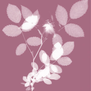 Doppelkarte mit Couvert «Rosa canina»
