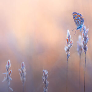 Doppelkarte mit Couvert «Schmetterling»