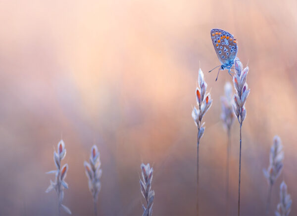 Doppelkarte mit Couvert «Schmetterling»