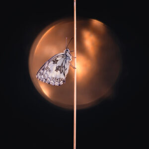 Doppelkarte mit Couvert «Schmetterling II»