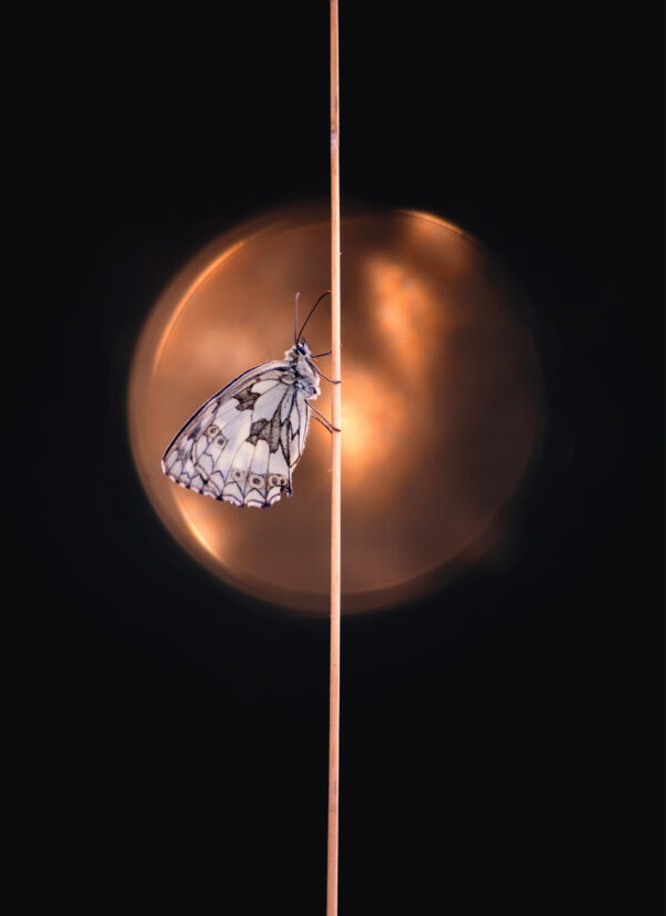 Doppelkarte mit Couvert «Schmetterling II»